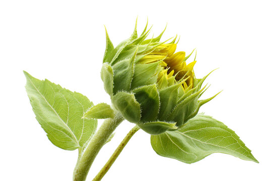 Partially opened sunflower bud with green leaves and yellow petals isolated on a transparent background