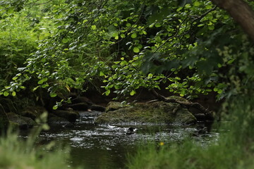River stream through a wooded park