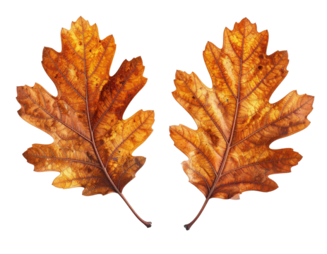 Two autumn oak leaves, symmetrical