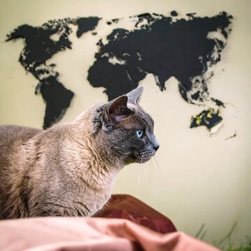 Gray cat in front of world map
