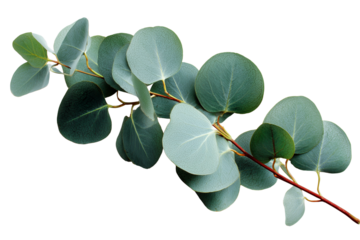 Eucalyptus branch with round blue green leaves and red stem isolated on a transparent background image