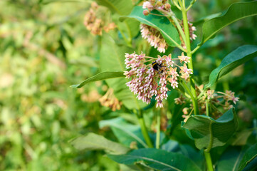 Blooming common milkweed (Asclepias syriaca) green summer meadow.