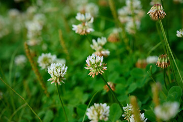 Flower  white clover  blooming in the meadow.