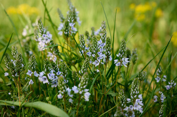 Fototapeta premium A beautiful veronica flowers in a summer meadow. Veronica prostrata blossoms in meadow.