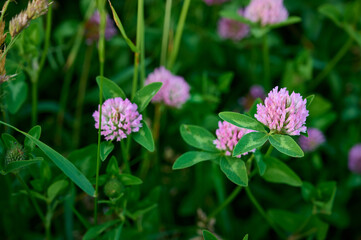 Pink purple flower chamaenerion angustifolium  blooming in the meadow.