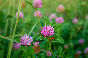 Pink purple flower chamaenerion angustifolium  blooming in the meadow.