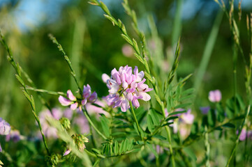 Close up fo blooming flowers of Securigera varia, commonly known as Crown Vetch.