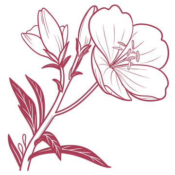 evening primrose pink vector