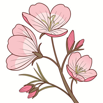 evening primrose pink on white background 