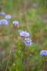 Beautiful sheep's bit flowers (Jasione montana) grow in a meadow.