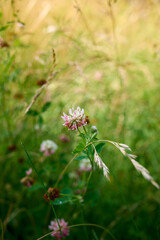 Pink purple flower Trifolium hybridum  blooming in the meadow.