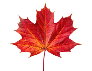 Close-up of vibrant autumn maple leaf