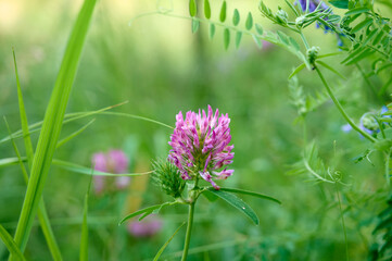 Pink purple flower chamaenerion angustifolium  blooming in the meadow.