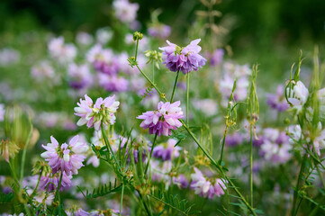 Close up fo blooming flowers of Securigera varia, commonly known as Crown Vetch.