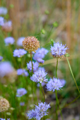 Beautiful sheep's bit flowers (Jasione montana) grow in a meadow.