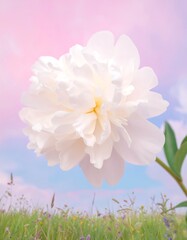 Delicate white peony against a pastel sky and meadow