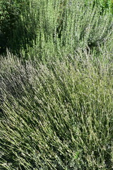 Lavande et romarin en provence