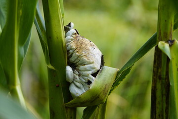 Corn smut (Ustilago maydis) is characterized by conspicuous growths on corn plants that initially appear greenish and later turn silvery-gray. Germany.