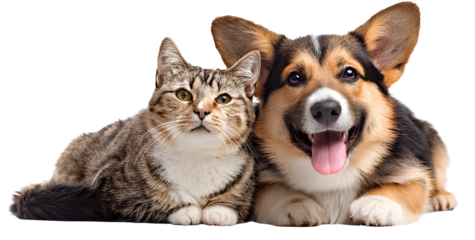  dog and cat in a happy, transparent background, png file with a white background. 