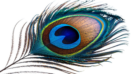 Fototapeta premium Colorful peacock feather displays detailed textures, perfect for digital art, branding, and posters.