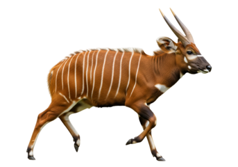 A striking side view of a vibrant, reddish-brown antelope with distinctive white stripes, set against a plain black background.