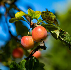 Ripe Crab Apples Hanging on a Tree Branch Against Blue Sky