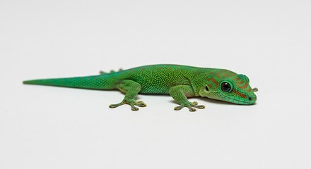 Fototapeta premium Gecko verde brillante posa suavemente sobre fondo blanco luz difusa. AI Generated
