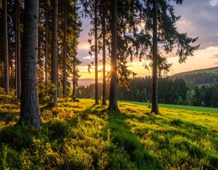 Fototapeta premium Golden sunset illuminates a tranquil forest clearing, bathed in warm hues and casting long shadows across the grassy meadow.