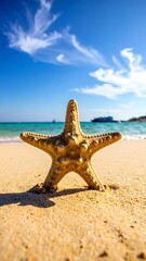 Starfish on beach, summer scene