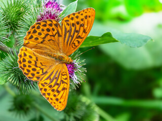 Motyl. Perłowiec malinowiec. / Argynnis paphia/ © Janusz Lipiński