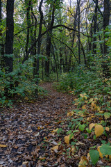 autumn in the forest