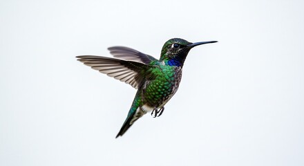 Fototapeta premium Colibri verde brillante vuela elegantemente luz suave fondo blanco. AI Generated