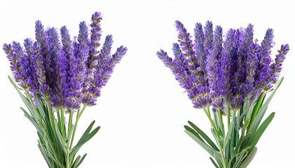 Fototapeta premium Two Purple Lavender Flower Stems With Leaves Isolated Cutout On Transparent