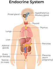 Human Endocrine System Diagram
