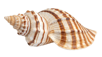Fototapeta premium Detailed studio shot of a beautiful seashell with texture cut out on PNG. AI GENERATED. 