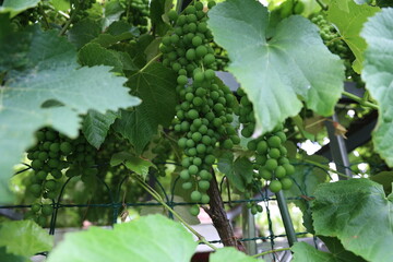 The grapes are ripening in the garden