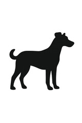 black and white dog