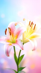 Two lilies in soft pastel colors