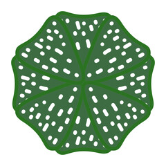 Illustration of cactus,  astrophytum, white background for work, vector, logo, print.
