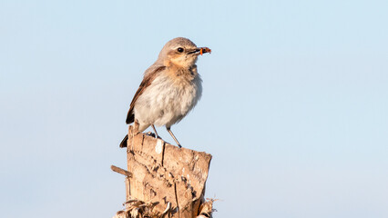 red tailed hawk