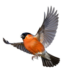 Fototapeta premium Bullfinch in flight with wings spread against a black background