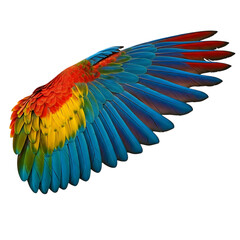 Fototapeta premium Vibrant macaw parrot wing spread against black background