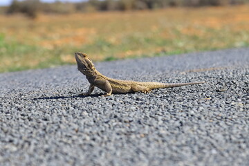 desert lizard