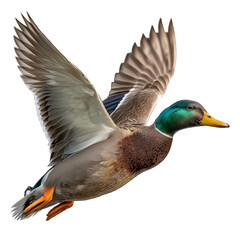 Obraz premium Mallard duck in flight with iridescent green head