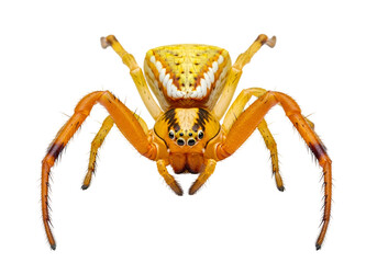 Obraz premium Close-up of a vibrant, patterned spider, showcasing intricate details and bold color combinations against a stark black backdrop.