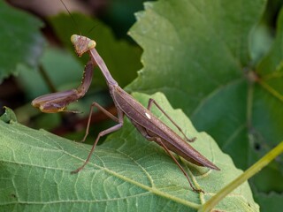 praying mantis on green leaf closeup macro