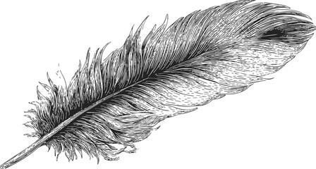 Obraz premium Feather sketch hand drawn detailed black and white illustration — stock vector