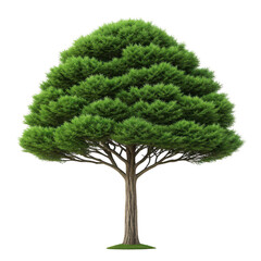 Lush green evergreen tree with a rounded canopy isolated on transparent background