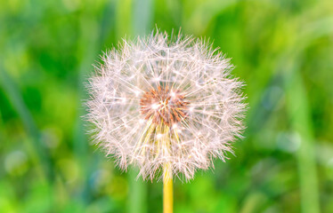 Dandelion seed head. Stock photo