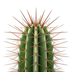 Close up of a green cactus with long sharp spines isolated on transparent background